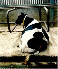 Keeping cows in a clean hygienic environment will reduce Bactoscan levels 