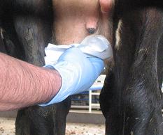 Mastitis control and management