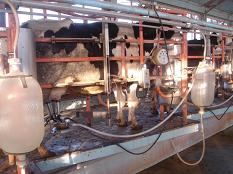 An unhygienic environment leads to an increased risk of mastitis and lowered milk quality