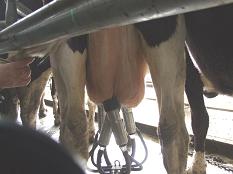 Alignment is necessary for effective and complete milking