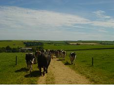 Cow tracks