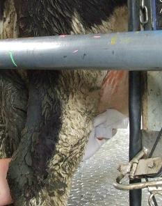 Go-Dry Mastitis Treatment Leedstone