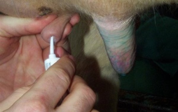 Mastitis Part 8 - Dry Cow Therapy