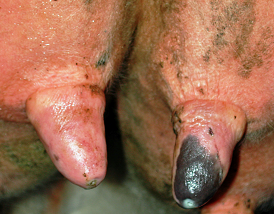 Teat 'rings' caused by faulty milking machine