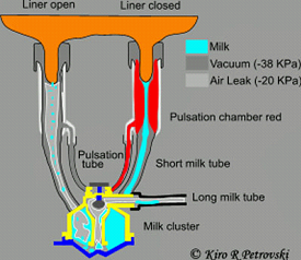 Impact - how bacteria from one quarter can get into another quarter during milking