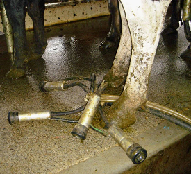 Kicking off clusters increases the risk of mastitis spread