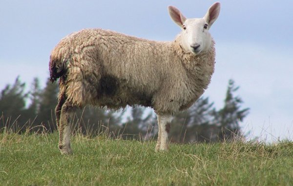 Gastrointestinal Nematode Infestations in Sheep