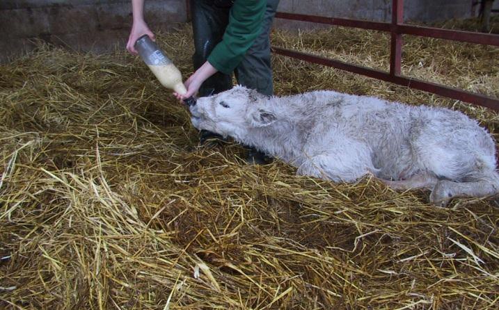 Colostrum from another cow is strongly recommended for weakly calves born to cows with severe summer mastitis