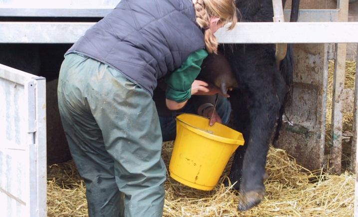 Stripping of the udder should be undertaken as often as is practical