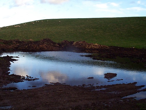 8 Sheep grazing a field where run-off from a cattle midden has collected posing a significant threat