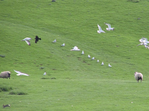 9 Seabirds can be a significant source of certain Salmonella species