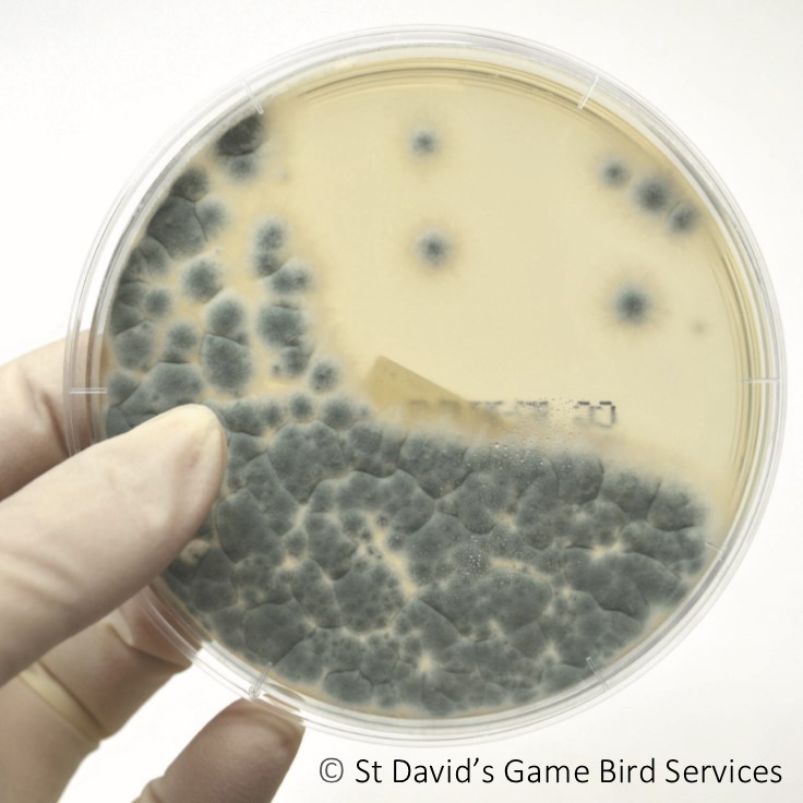 Fig 3 Aspergillus colonies growing on fungal agar