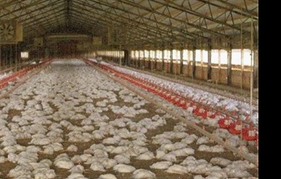 mass mortality due to AI in broiler chickens