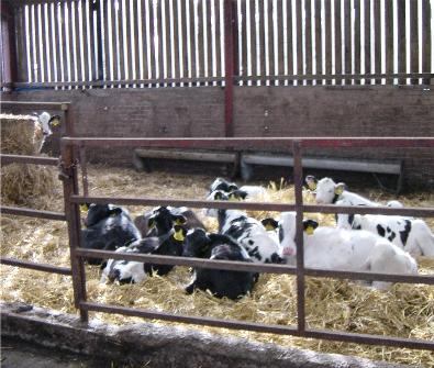 7 calf nutrition weaning