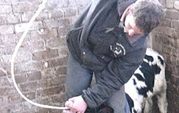 Calf Nutrition