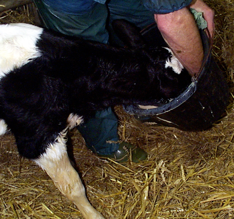 1 calf scour colostrum intake