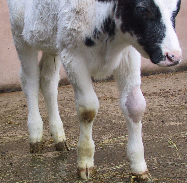 CALF-GUARD® – Dairy Scours Vaccine