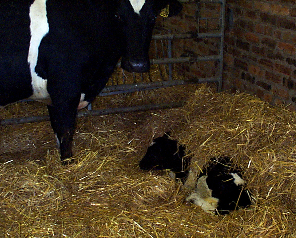 3 calf scour colostrum meningitis