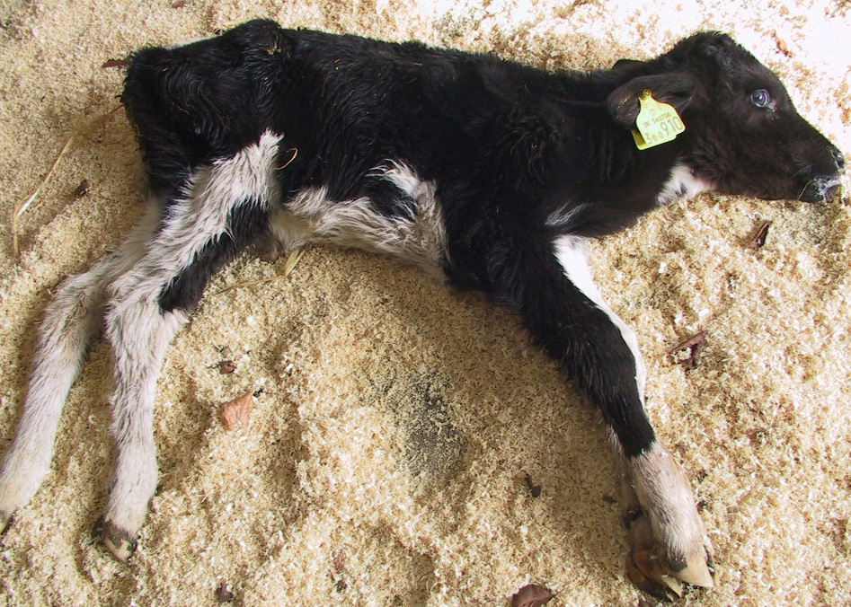 4 calf scour meningitis