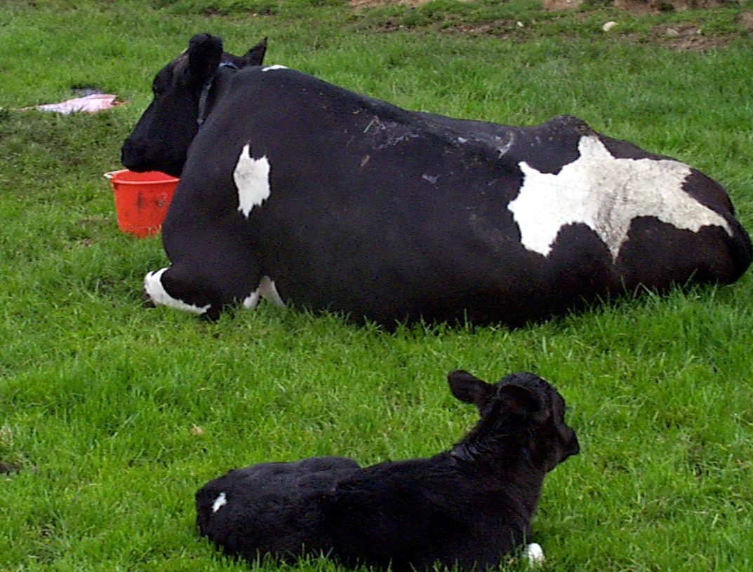 5 calf scour delayed colostrum