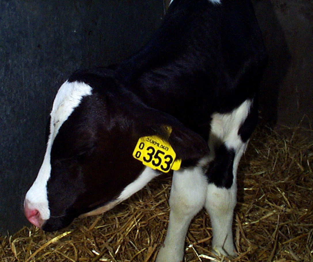 6 calf scour hygiene