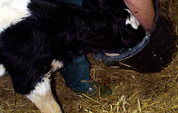 Calf Scour