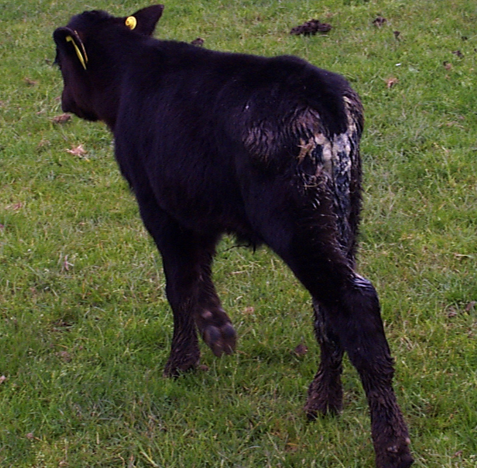 1 mild diarrhoea scour calf