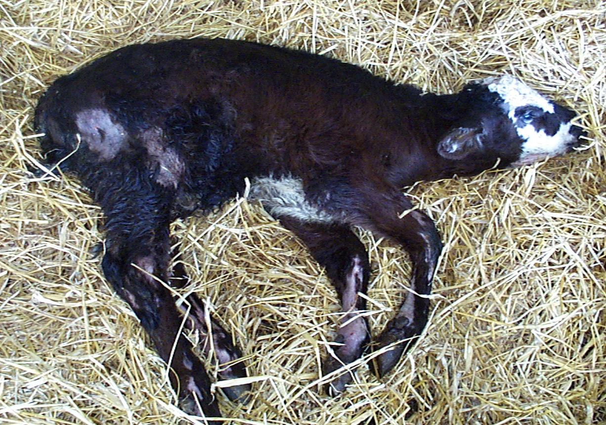 Calf Scour BS (2)