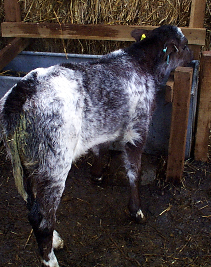 4 diarrhoea rotavirus infection calf