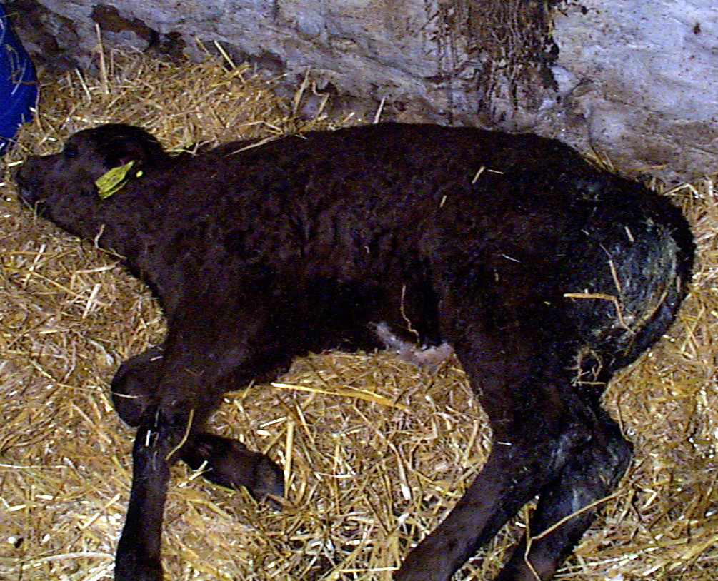 6 recumbent calf