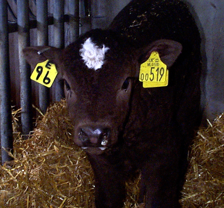 8 successful fluid therapy calf