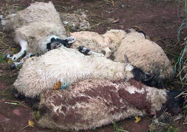 1 Clostridia pasteurella vaccination sheep losses