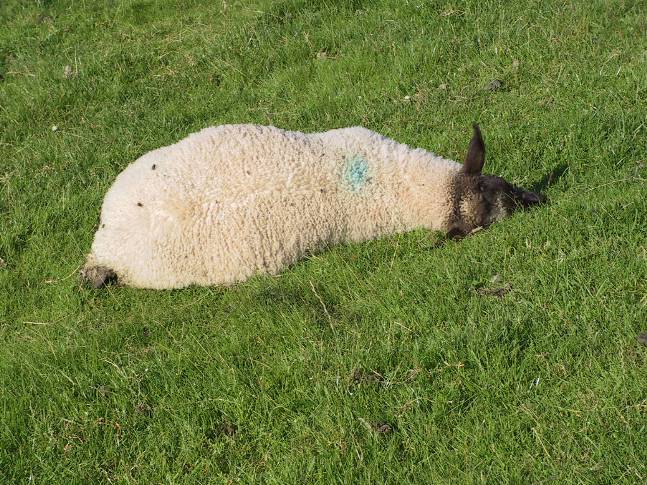 3 Clostridia pasteurella vaccination sheep pulpy kidney