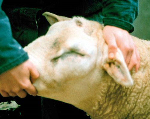 4 Clostridia pasteurella vaccination sheep malignant oedema big head