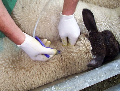 7 Clostridia pasteurella sheep vaccines