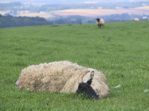 8 Clostridia pasteurella sheep vaccination