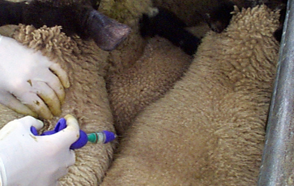 Clostridial Vaccination