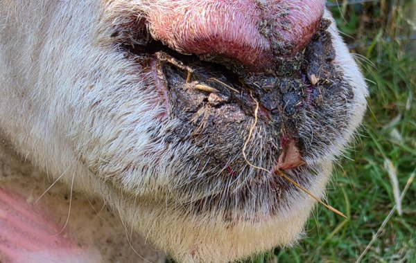 Bluetongue in Sheep