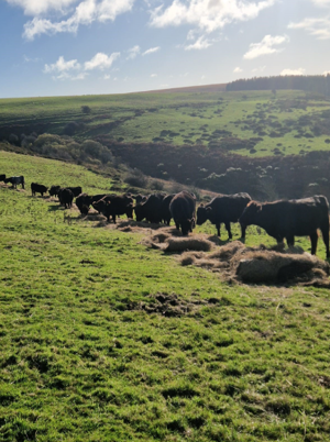 Hay unrolled across deferred grass on the Exmoor hillside for one of the outwintering mobs.png