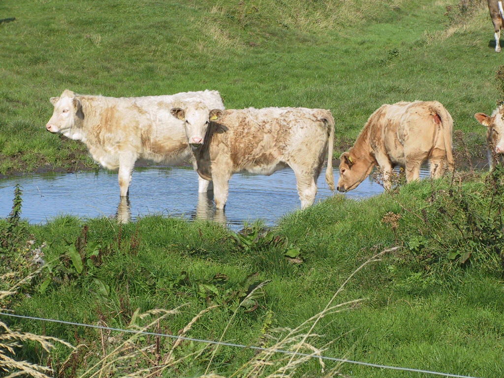 2 coccidiosis cattle young stock contaminated area