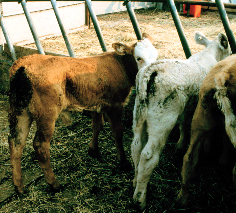 3 coccidiosis beef calves sudden diarrhoea staining