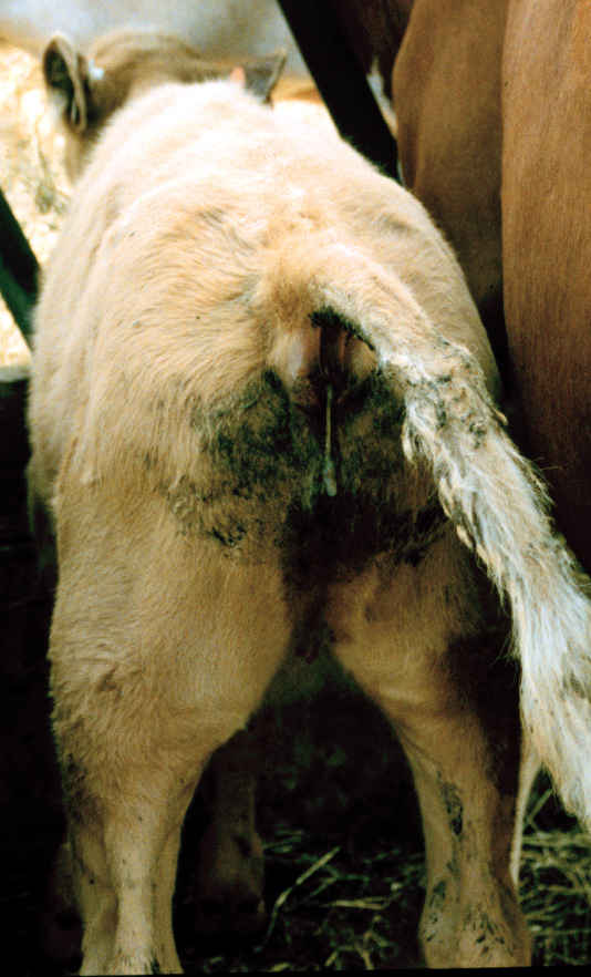 4 coccidiosis straining mucus