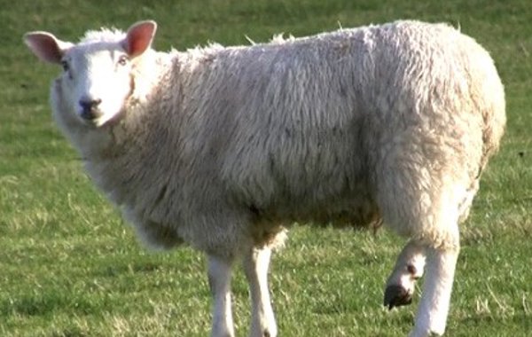 Contagious ovine digital dermatitis (CODD)