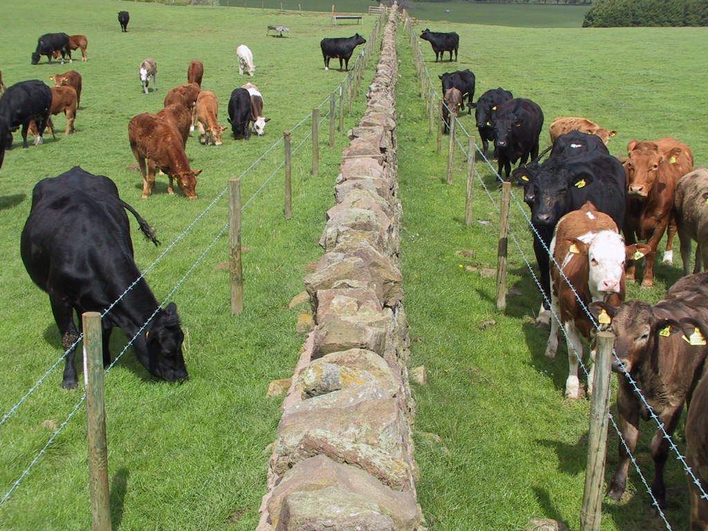 11 BVD double perimeter fence biosecurity