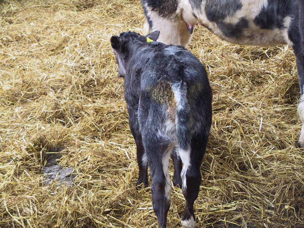 crypto in cattle