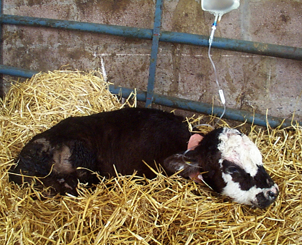 crypto in calves