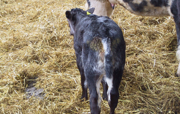 Cryptosporidiosis in calves