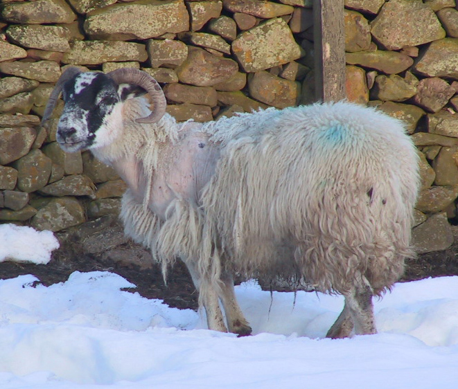 13 ectoparasitic infestation lice or sheep scab