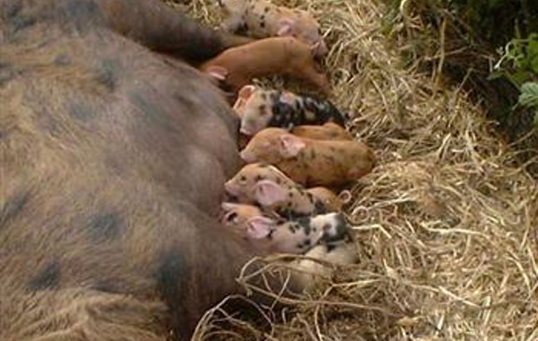 Farrowing Process
