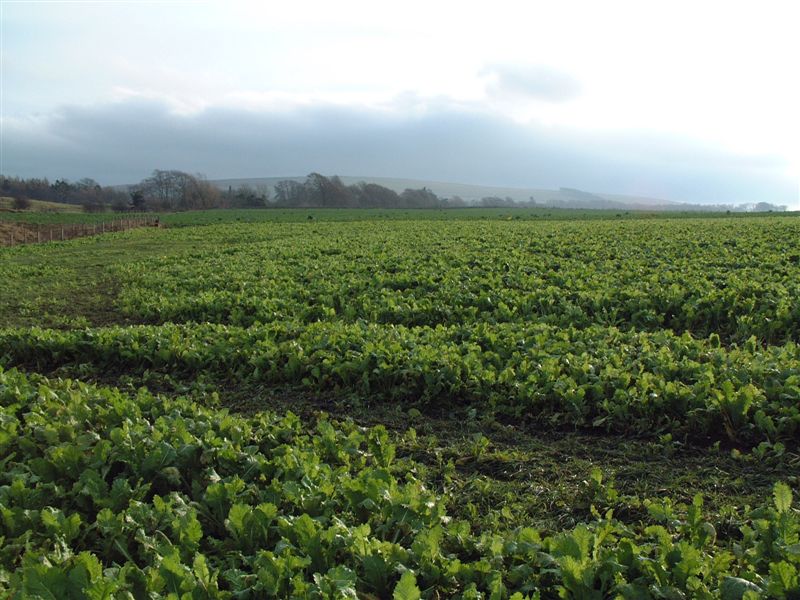 1 Feeding lambs rape and kale